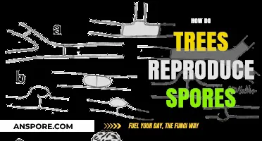 Unveiling the Fascinating Process of Tree Spore Reproduction and Growth