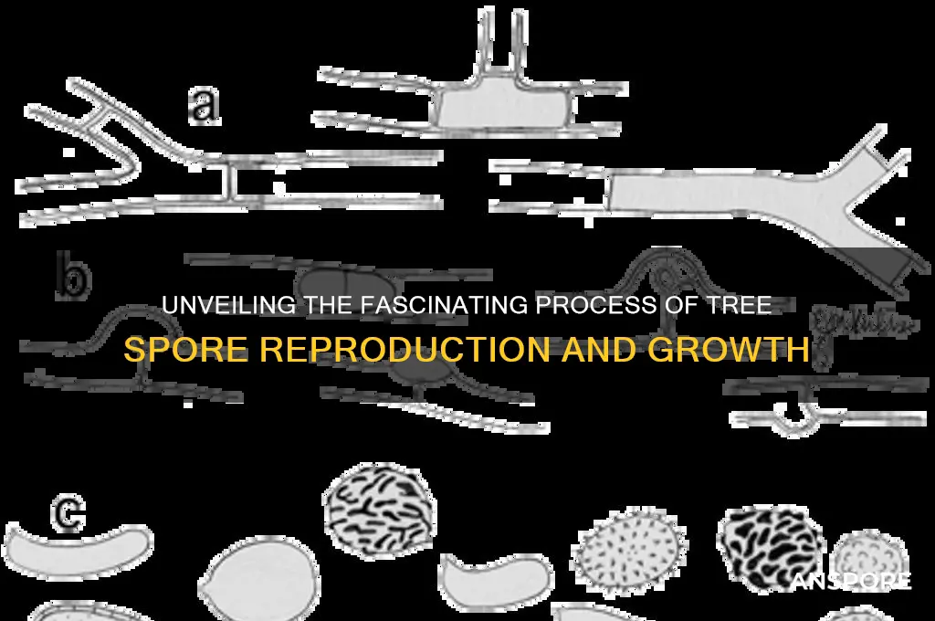 how do trees reproduce spores