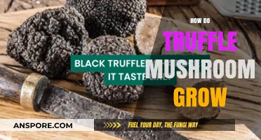 Unveiling the Underground Mystery: How Truffle Mushrooms Grow Naturally