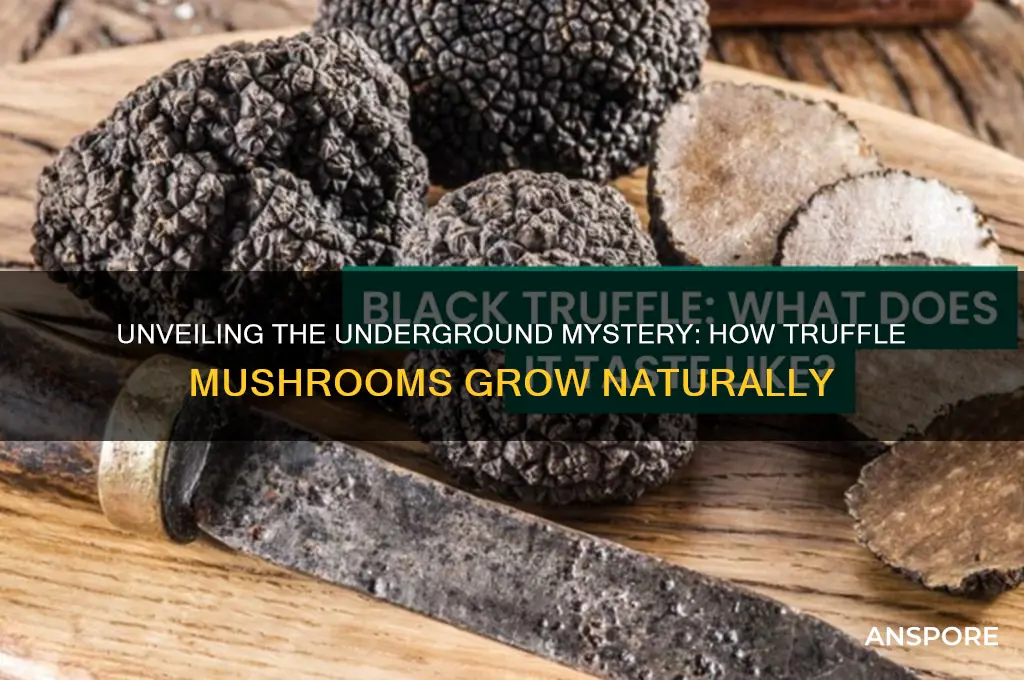 how do truffle mushrooms grow