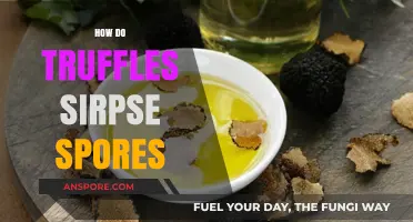 Unveiling the Fascinating Mechanism of Truffle Spore Dispersal