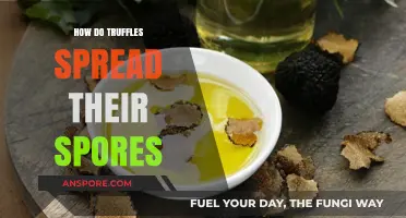 Unveiling the Underground Journey: How Truffles Disperse Their Spores