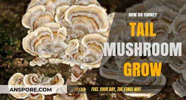 Turkey Tail Mushrooms: Growth Habits and Optimal Conditions Explained