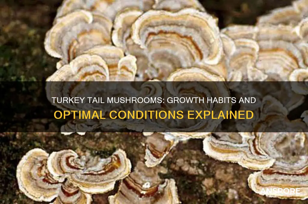 how do turkey tail mushrooms grow