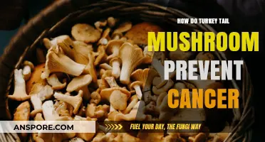 Turkey Tail Mushrooms: Cancer-Fighting Superfood