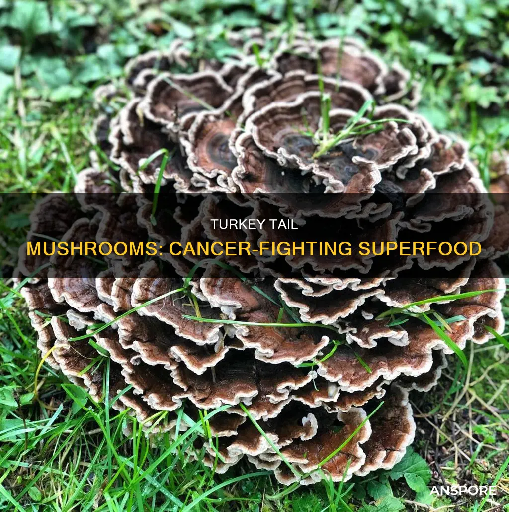 how do turkey tail mushrooms prevent cancer