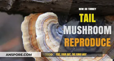 Turkey Tail Mushroom Life Cycle Explained