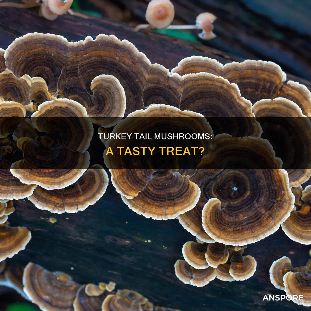 how do turkey tail mushrooms taste