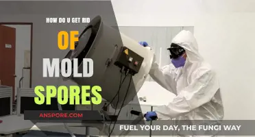 Effective Ways to Eliminate Mold Spores from Your Home