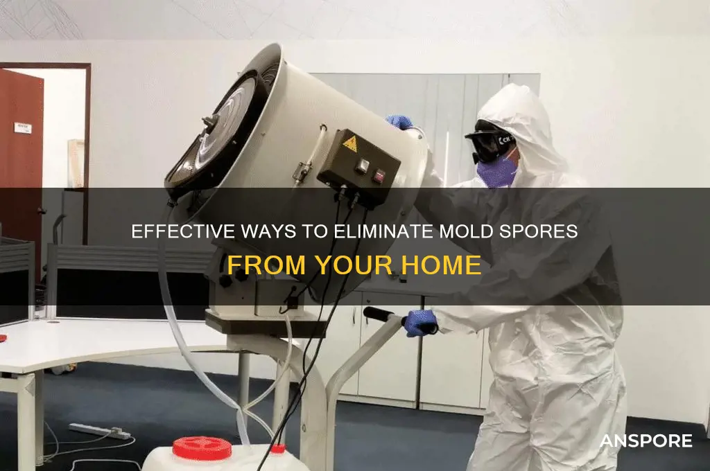 how do u get rid of mold spores