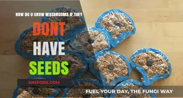 Growing Mushrooms Without Seeds: A Beginner's Guide to Mycelium Cultivation