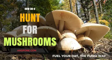 Mushroom Hunting: Tips and Techniques for Foragers