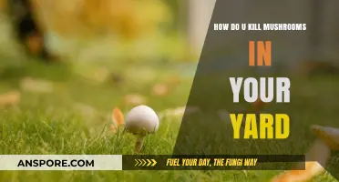 Get Rid of Mushrooms in Your Yard