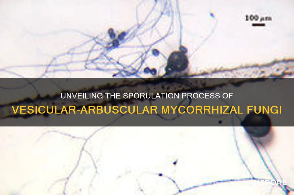 how do vesicular-arbuscular mycorrhizae produce spores