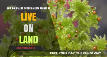 Walled Spores: The Key to Plants' Survival on Land