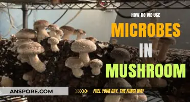 Harnessing Mushroom Microbes: Innovative Uses in Science and Sustainability