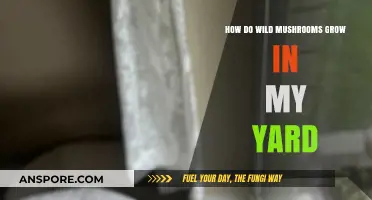 Understanding Wild Mushrooms: How They Naturally Grow in Your Yard