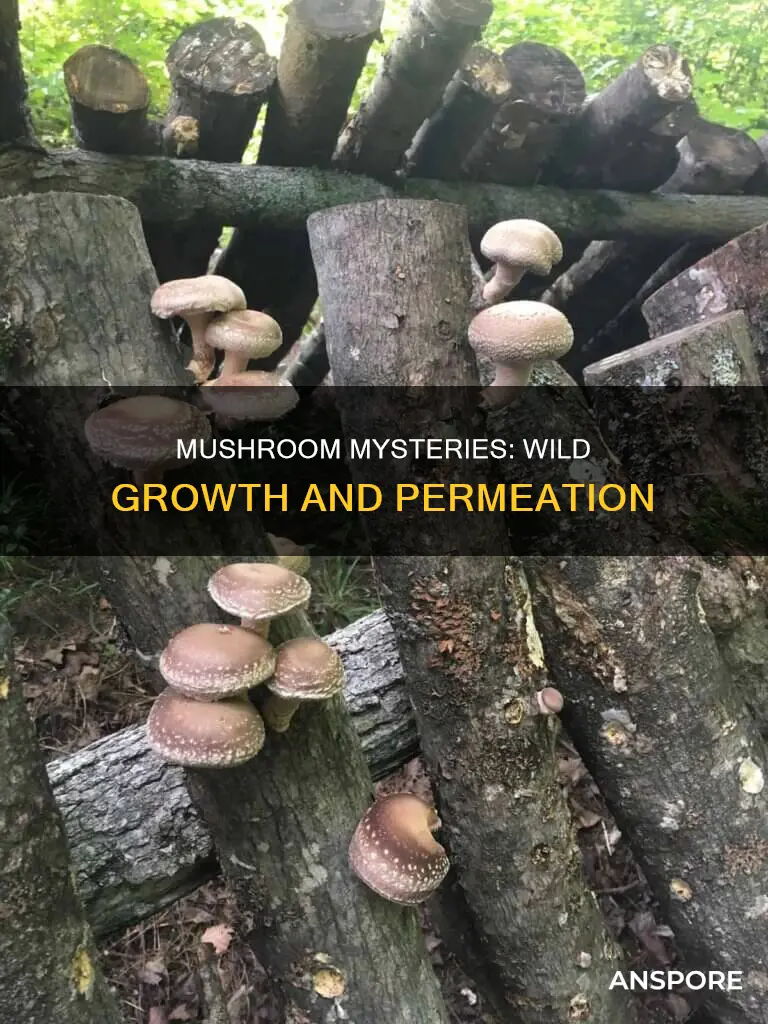 how do wild mushrooms permeate