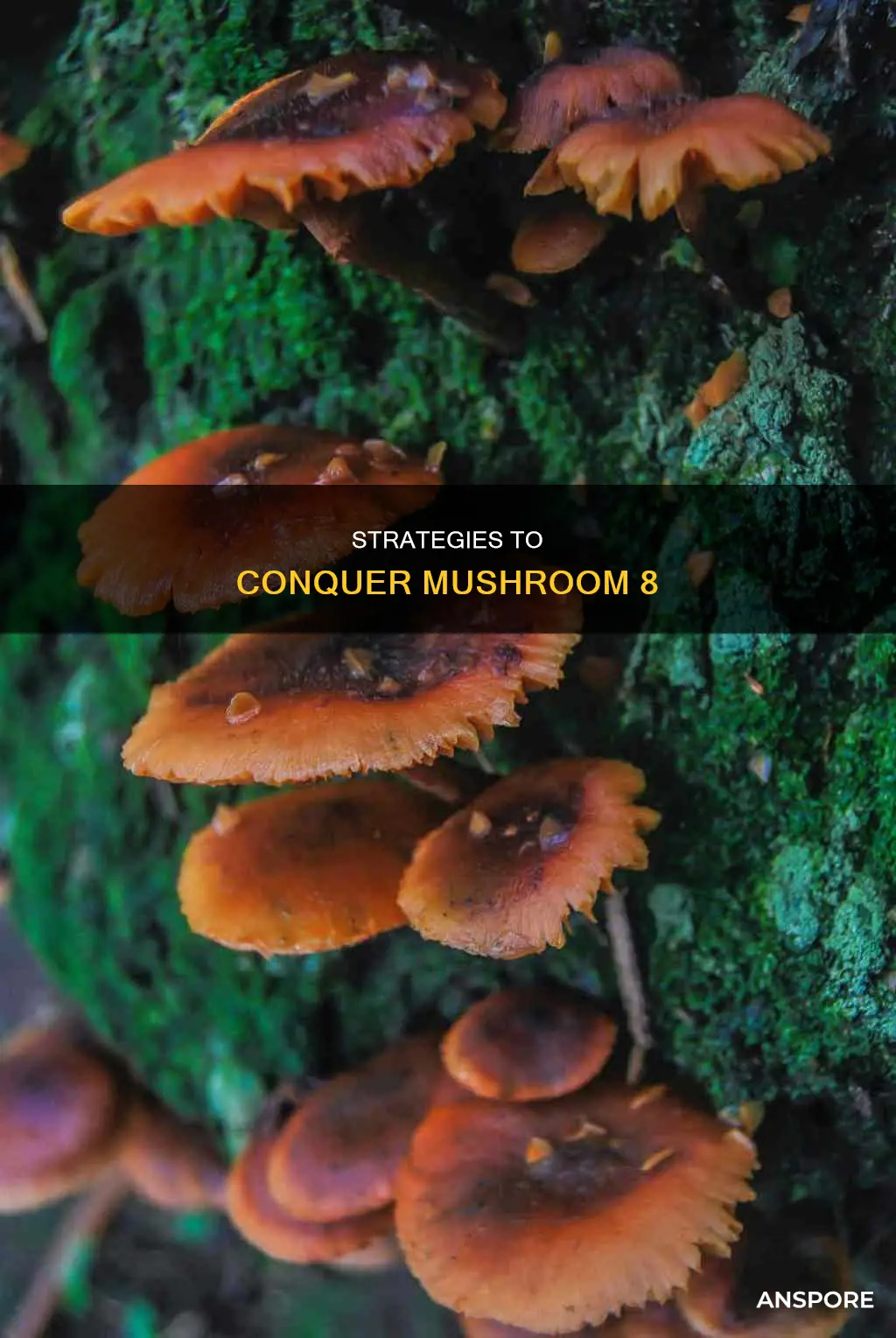 how do you beat mushroom 8