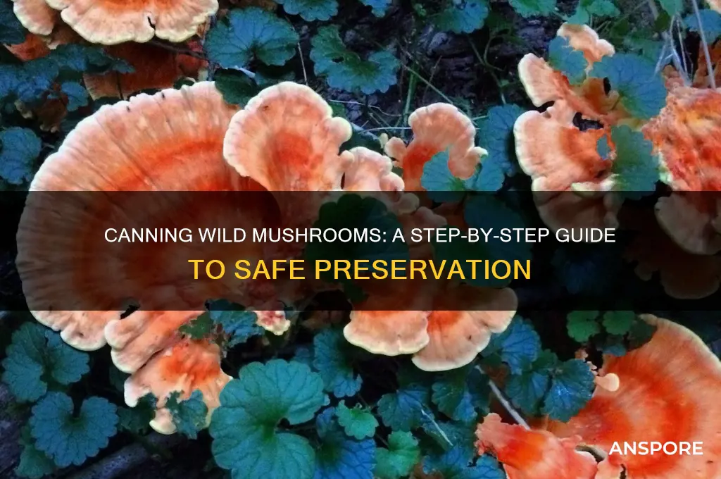 how do you can wild mushrooms