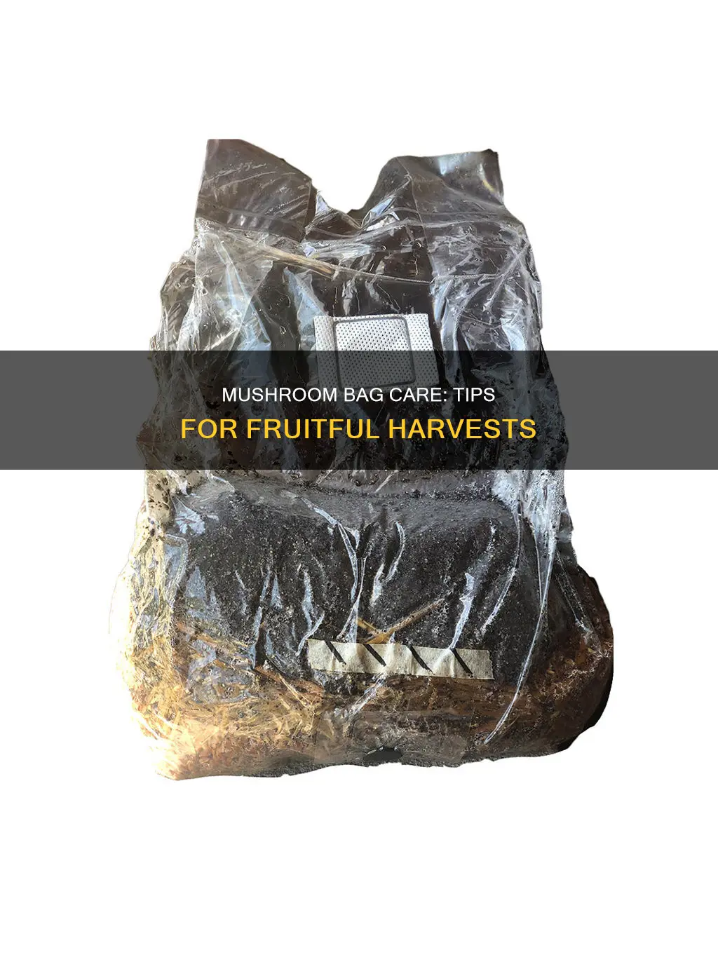 how do you care for a fruiting mushroom bag