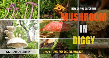 Catching Mushrooms in Diggy: Tips and Tricks