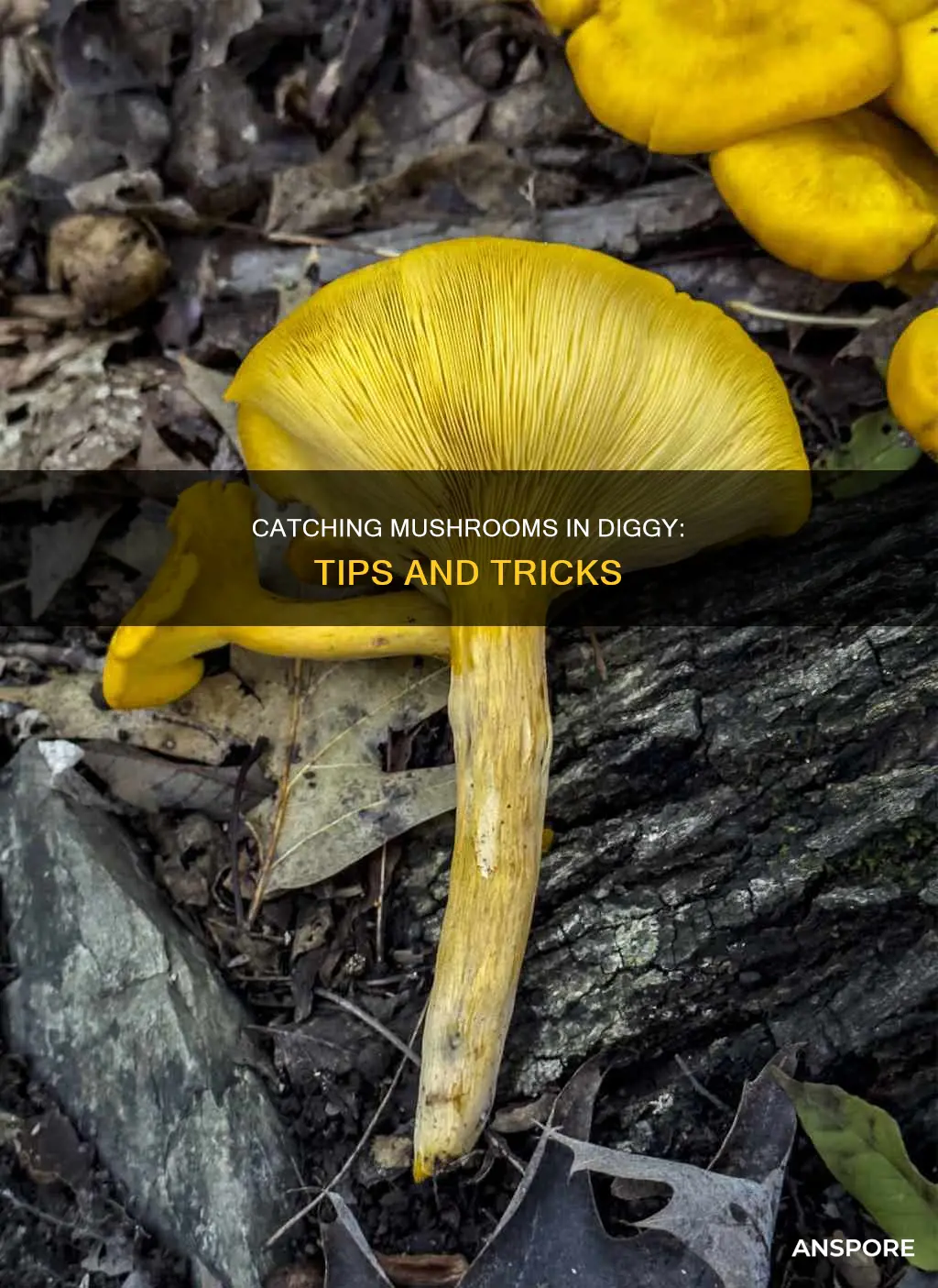 how do you catch the mushroom in diggy