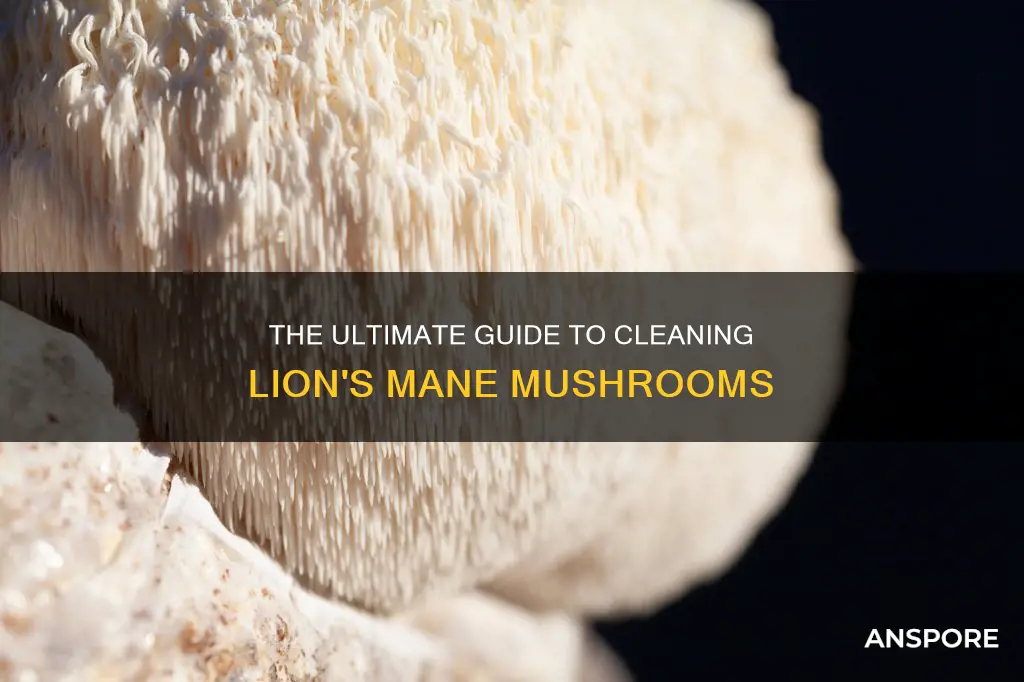 how do you clean lion