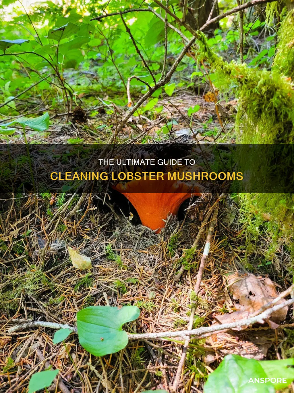 how do you clean lobster mushrooms