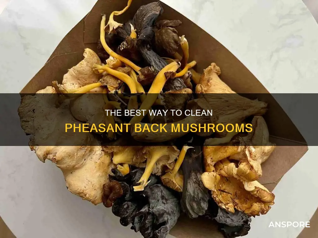 how do you clean pheasant back mushrooms