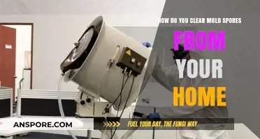 Effective Ways to Eliminate Mold Spores and Keep Your Home Healthy