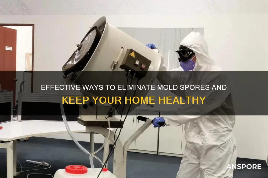 how do you clear mold spores from your home