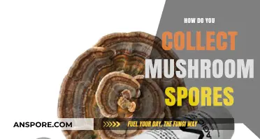 Harvesting Mushroom Spores: A Step-by-Step Guide