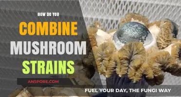 Combining Mushroom Strains: The Ultimate Guide to Success