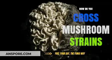 Cross-Strain Mushroom Techniques: A Beginner's Guide
