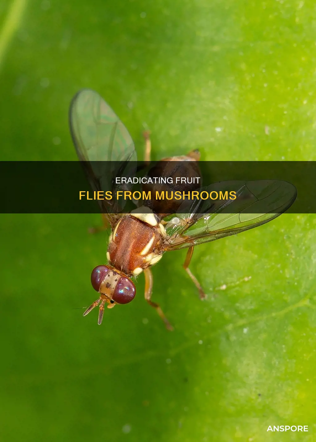 how do you deal with fruit flies in mushrooms