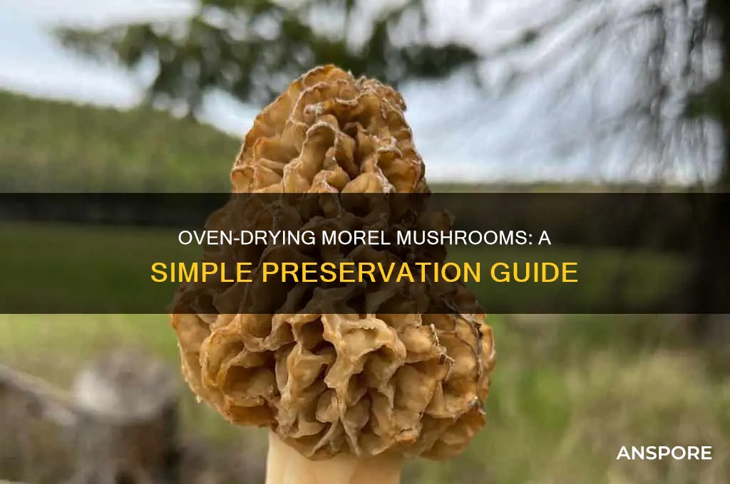how do you dehydrate morel mushrooms in the oven
