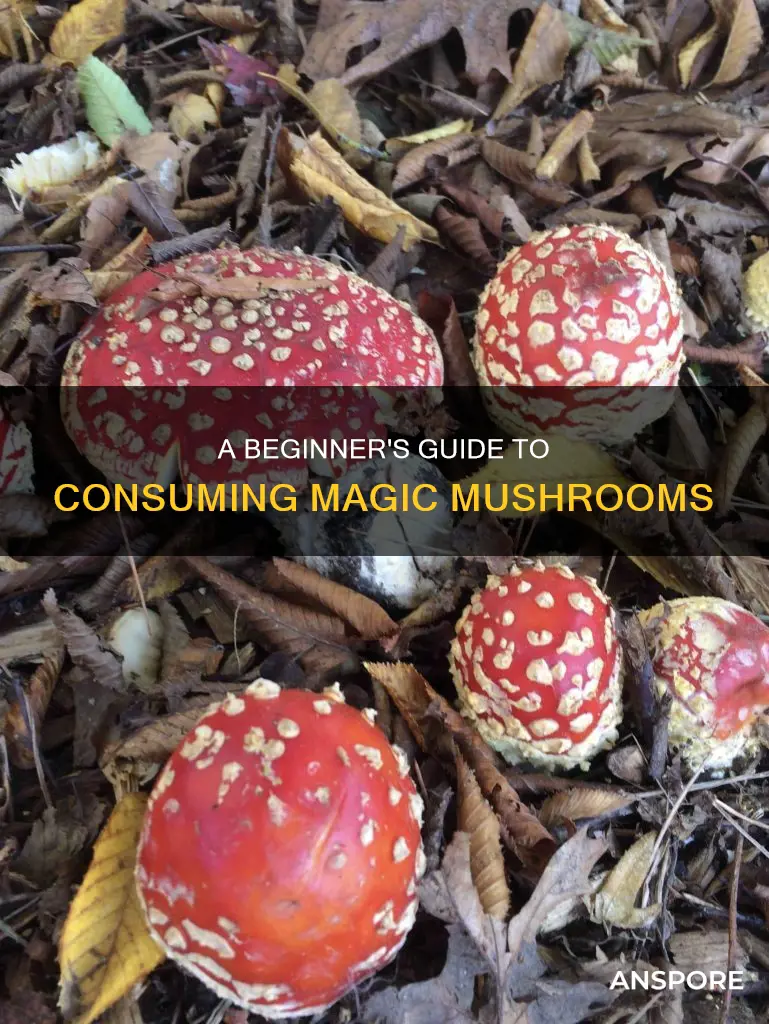 how do you do you do mushrooms drug