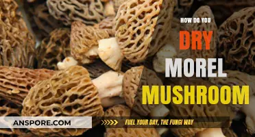 Mastering Morel Mushroom Drying: Simple Techniques for Perfect Preservation