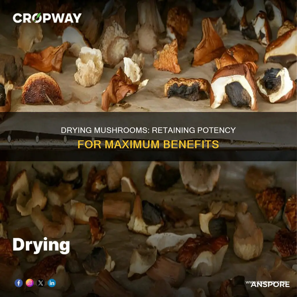 how do you dry mushrooms without losing potency