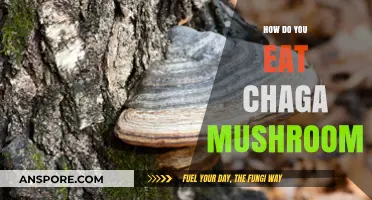Discover the Best Ways to Consume Chaga Mushroom for Optimal Health