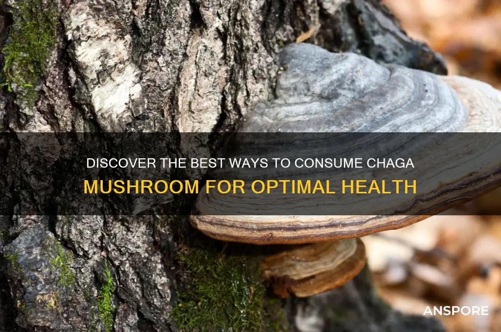 how do you eat chaga mushroom