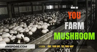 Mushroom Farming: A Step-by-Step Guide to Success