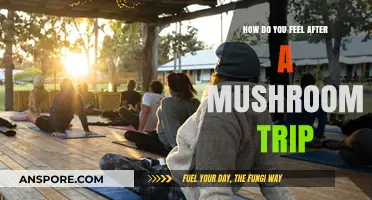 Mushroom Trips: What's the After-Effect?