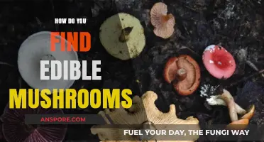 Foraging Safely: A Beginner's Guide to Identifying Edible Mushrooms