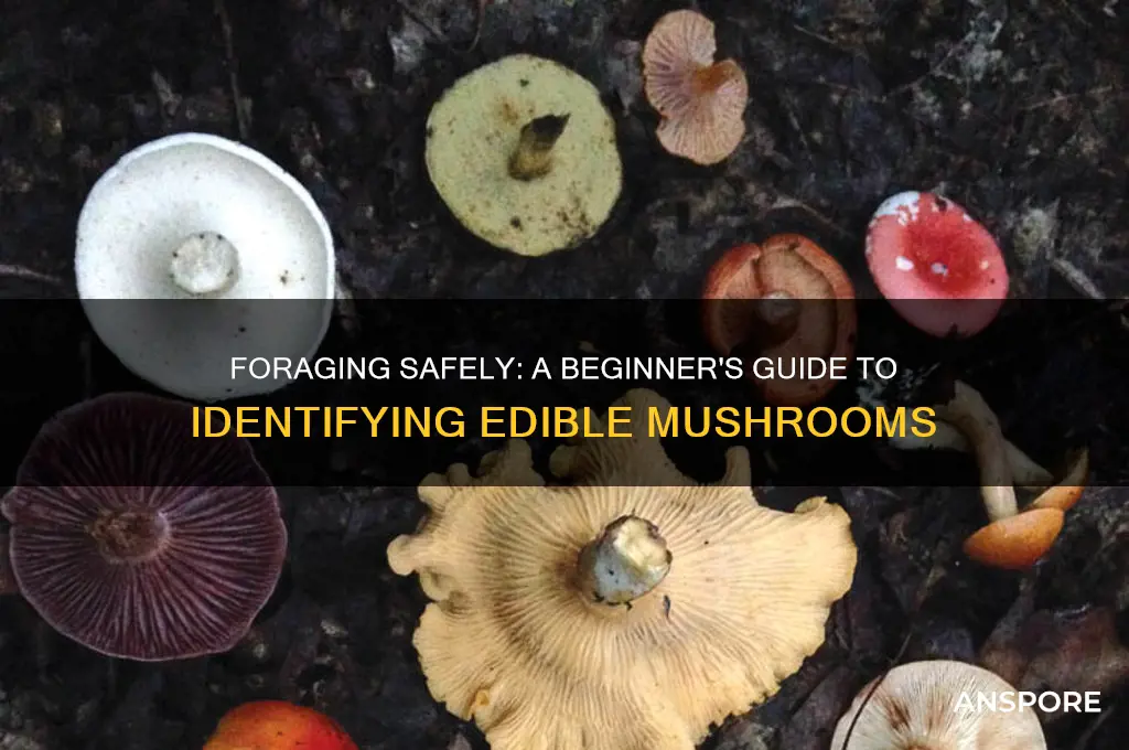 how do you find edible mushrooms