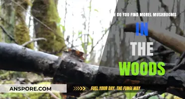 Discovering Morel Mushrooms: Expert Tips for Woodland Foraging Success