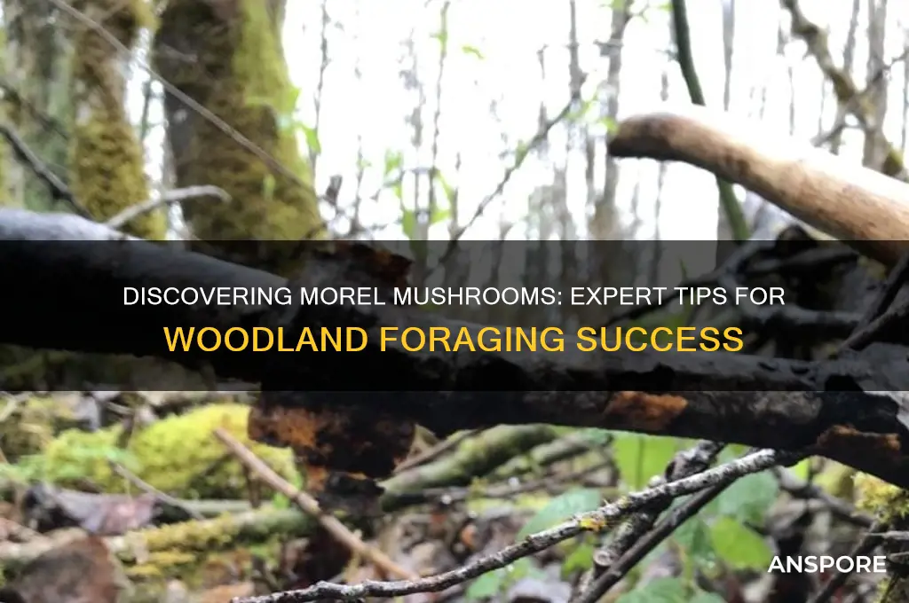 how do you find morel mushrooms in the woods
