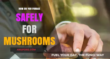 Foraging Mushrooms: Stay Safe and Avoid Poisoning