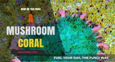 Fragging Mushroom Corals: A Step-by-Step Guide